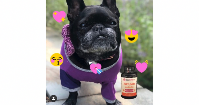 A Love Letter to My Pup’s Gut