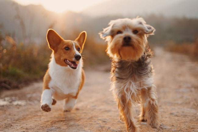 How to Stop Room-Clearing Dog Farts