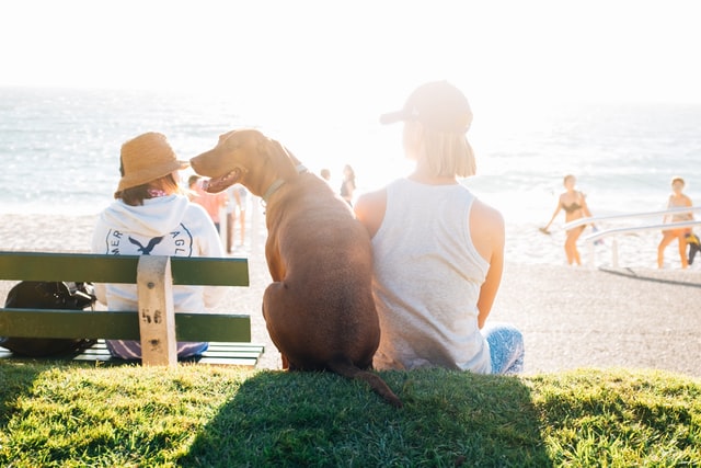 Why Your Pup Needs a Probiotic