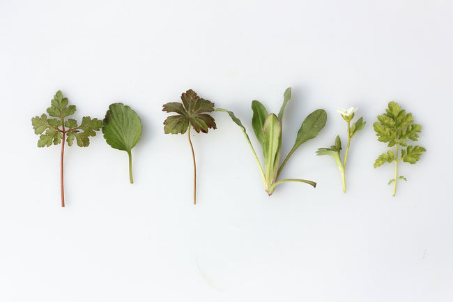 5 Ways Polyphenols Strengthen Your Im...