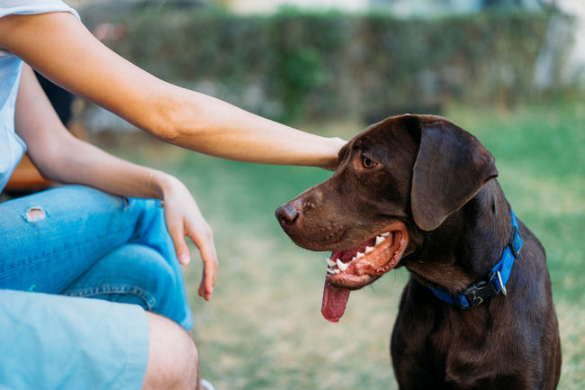 Is Your Dog’s Breath Causing You To D...