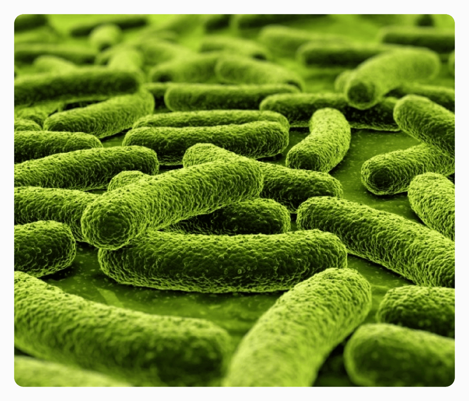 EpiCor_bacteria_1