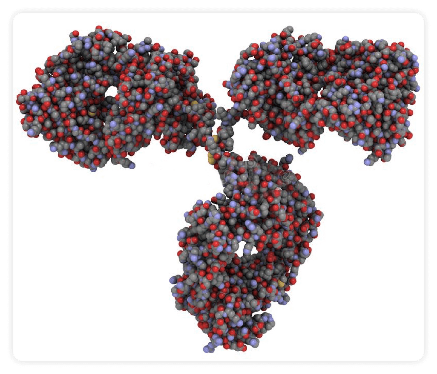 Immunoglobulin