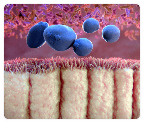 Saccharomyces_boulardii