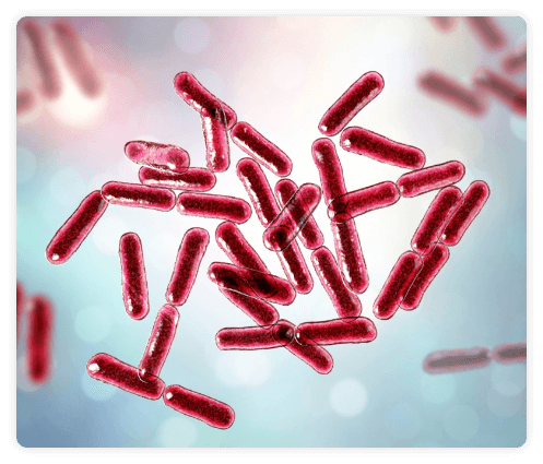 bacillus-clausii