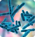 bacillus-indicus
