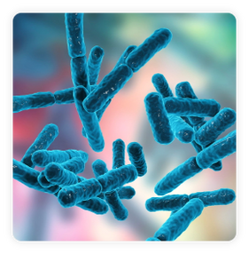bacillus-indicus