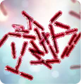 Bacillus clausii