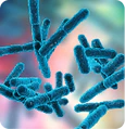 Bacillus indicus HU36