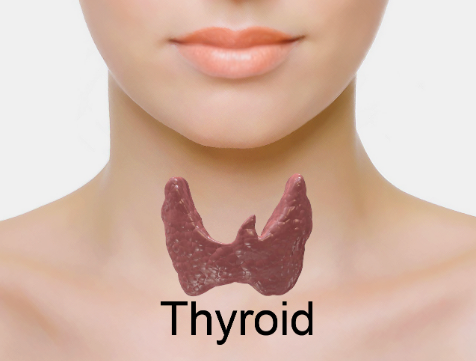 The Gut-Thyroid Connection: How Gut Bacteria Control Your Body’s Master Switch