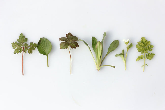 5 Ways Polyphenols Strengthen Your Im...