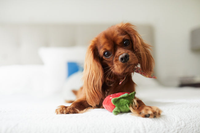 CBD or Probiotics? Which Is Best for Your Dog?