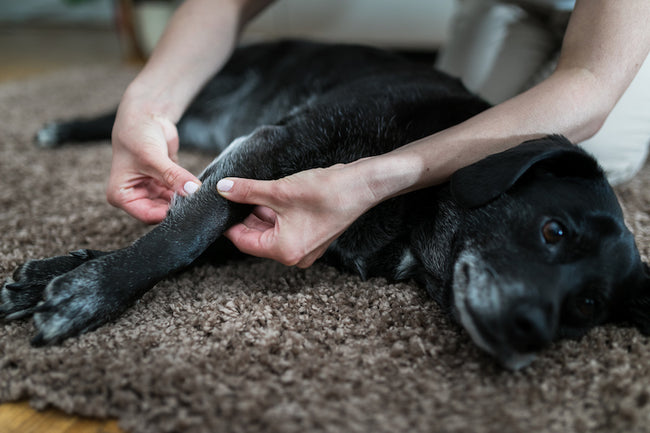 Can Probiotics Help Your Dog’s Joints?