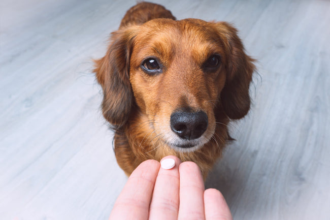 Help! My Dog Won’t Take Pills