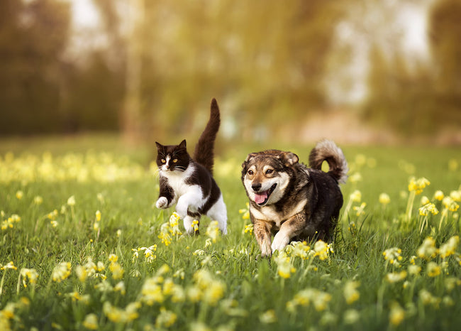 How to Keep Your Pets Healthy, Active...