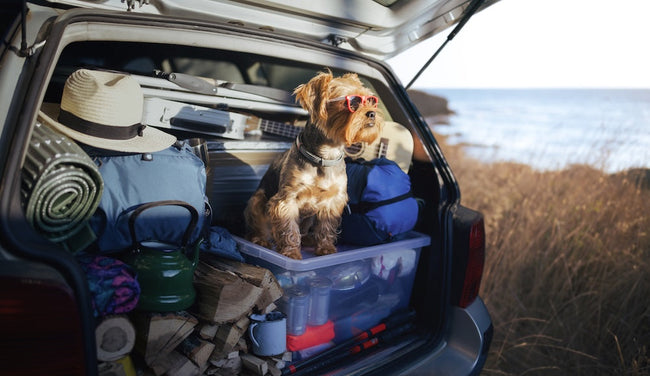 How Travel Can Affect Your Pet’s Dige...