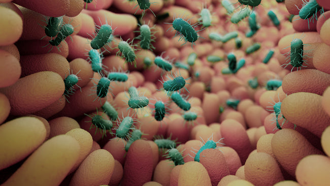 Do Dead Bacteria Actually Help Your Gut?