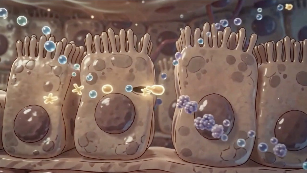 Illustration of the gut lining, showing the single-cell barrier and villi